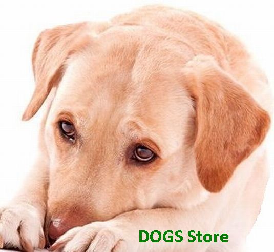 (c) Dogs-store.eu